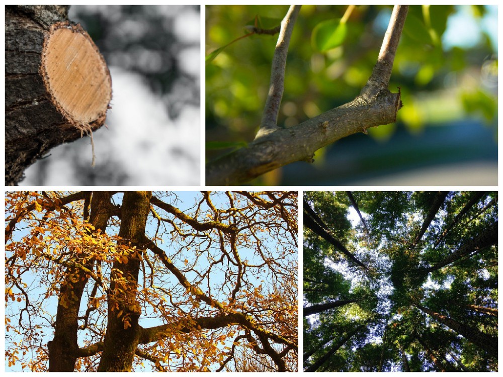 branche-elagage-couronne